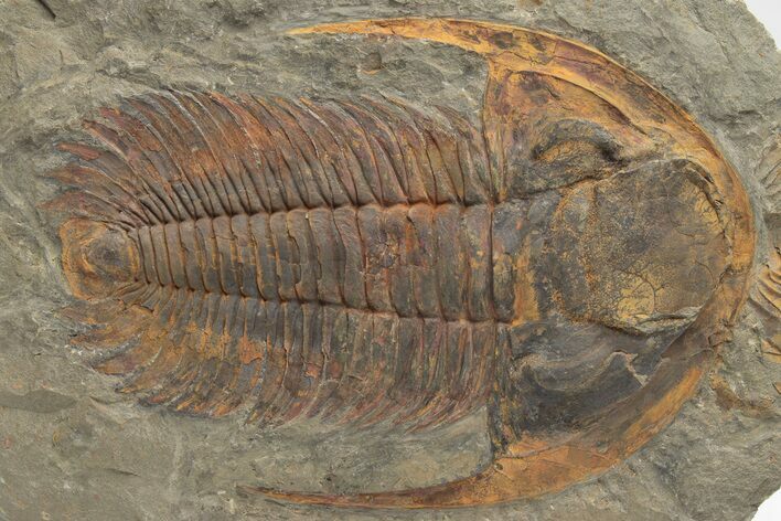Cambrian Trilobite (Acadoparadoxides) - Tinjdad, Morocco #206626
